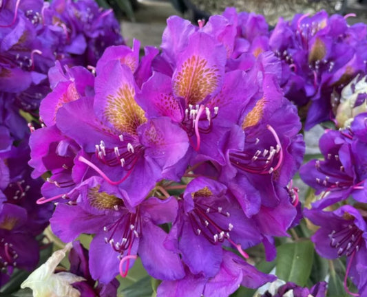 Rhododendron 'Marcel Menard' - lyngrós