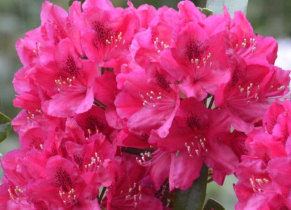 Rhododendron 'Nova Zembla' - lyngrós
