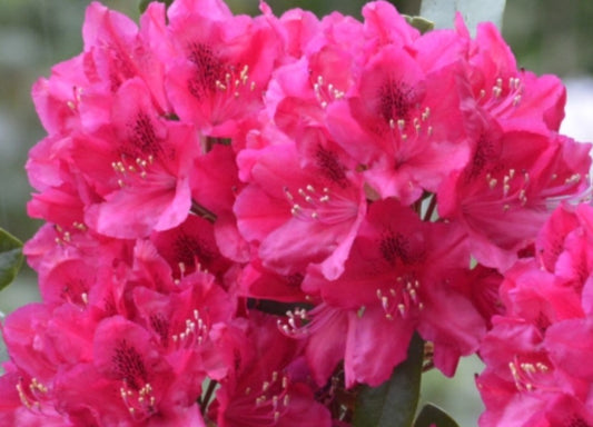 Rhododendron 'Nova Zembla' - lyngrós