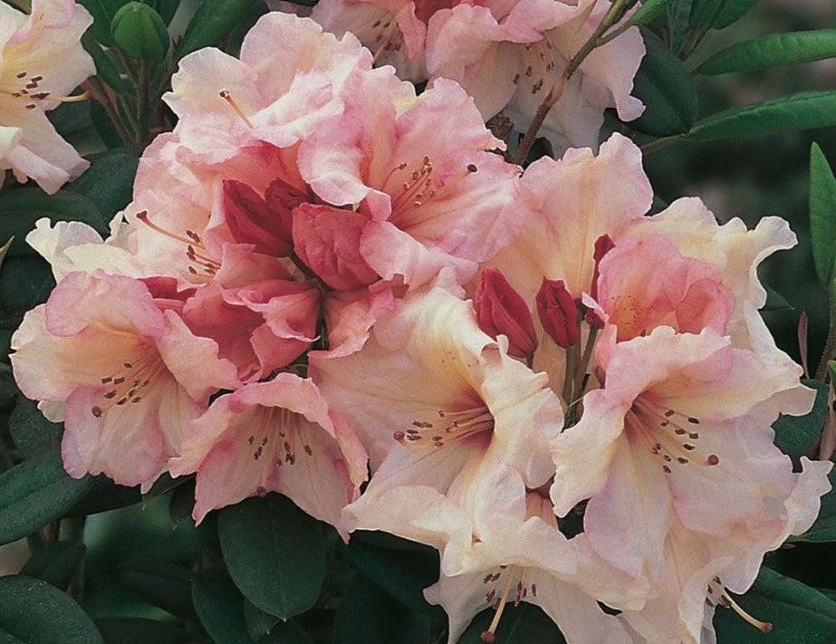 Rhododendron 'Virginia Richards' - lyngrós