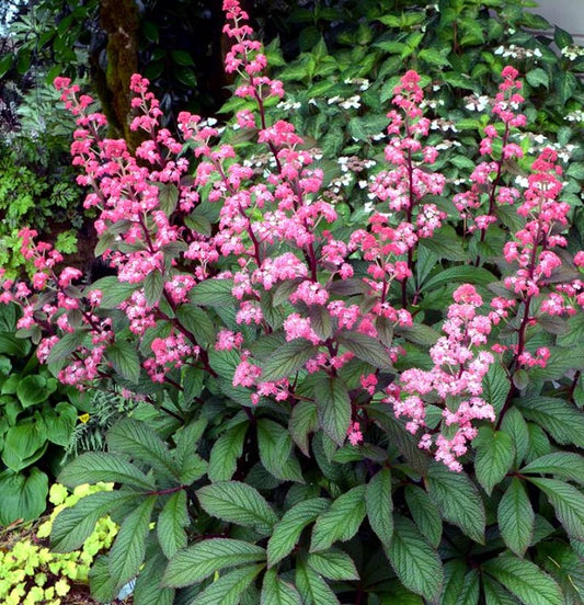 Rodgersia pinnata 'Bronze Peacock' - stilklauf