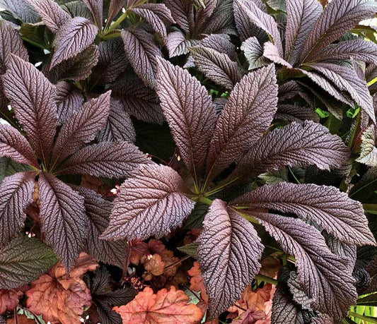 Rodgersia pinnata 'Bronze Peacock' - stilklauf