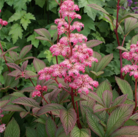 Rodgersia pinnata 'Dark Pokers' - stilklauf
