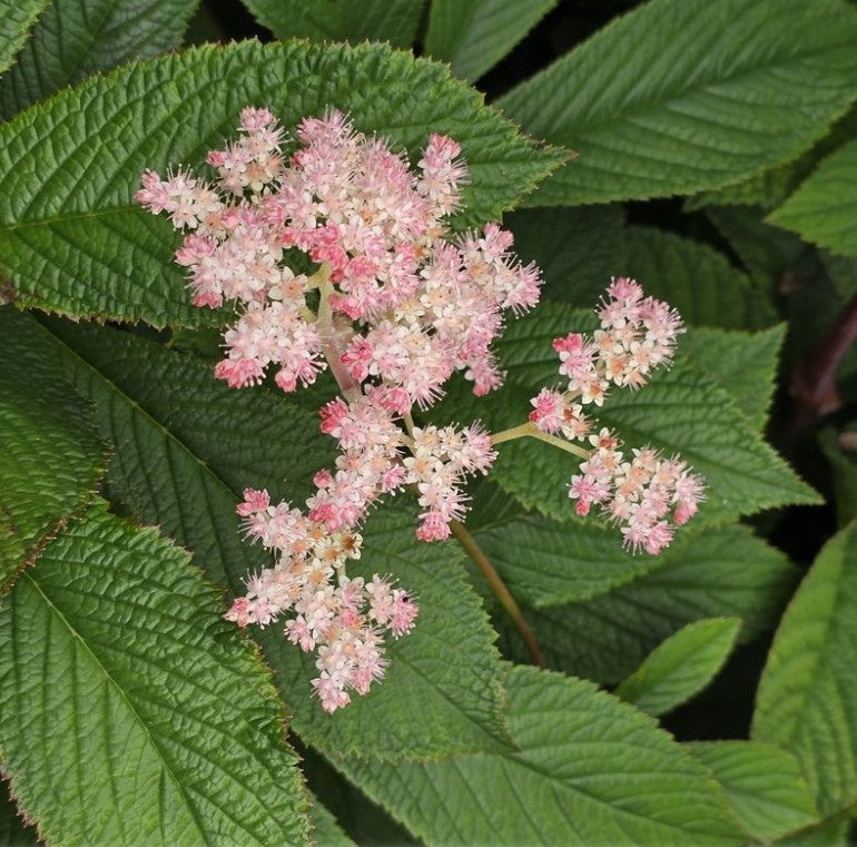 Rodgersia podophylla 'Saarbrüken' - bronslauf