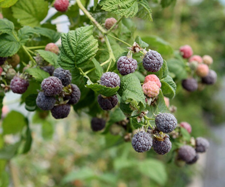 Rubus idaeus 'Glen Coe' - hindber