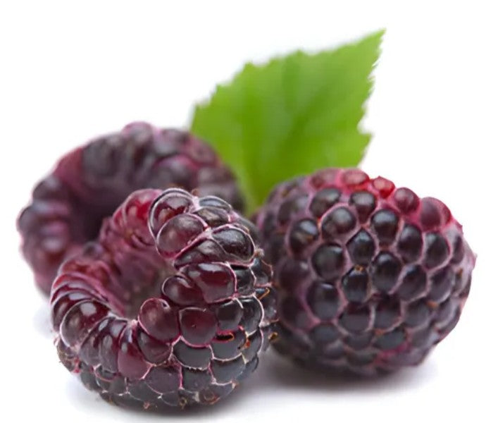 Rubus idaeus 'Glen Coe' - hindber