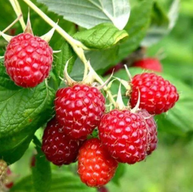 Rubus idaeus 'Malling Promise' - hindber