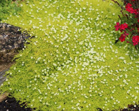 Sagina subulata 'Aurea' - broddkrækill
