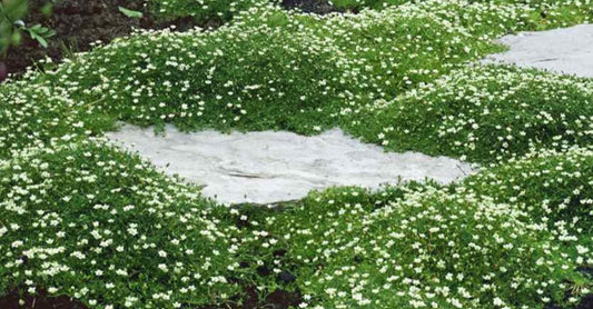 Sagina subulata - broddkrækill