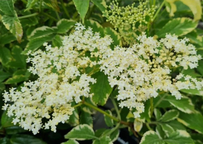Sambucus nigra 'Gold Spark' - svartyllir