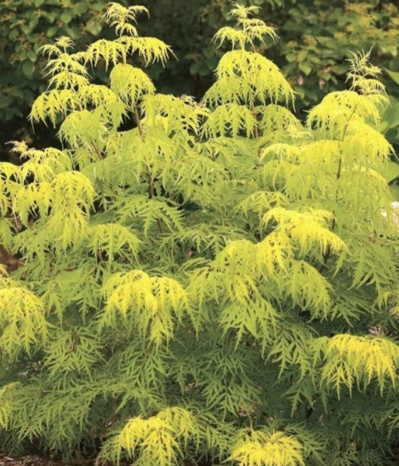 Sambucus nigra 'Golden Tower' - svartyllir