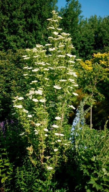 Sambucus nigra 'Obelisk' - svartyllir