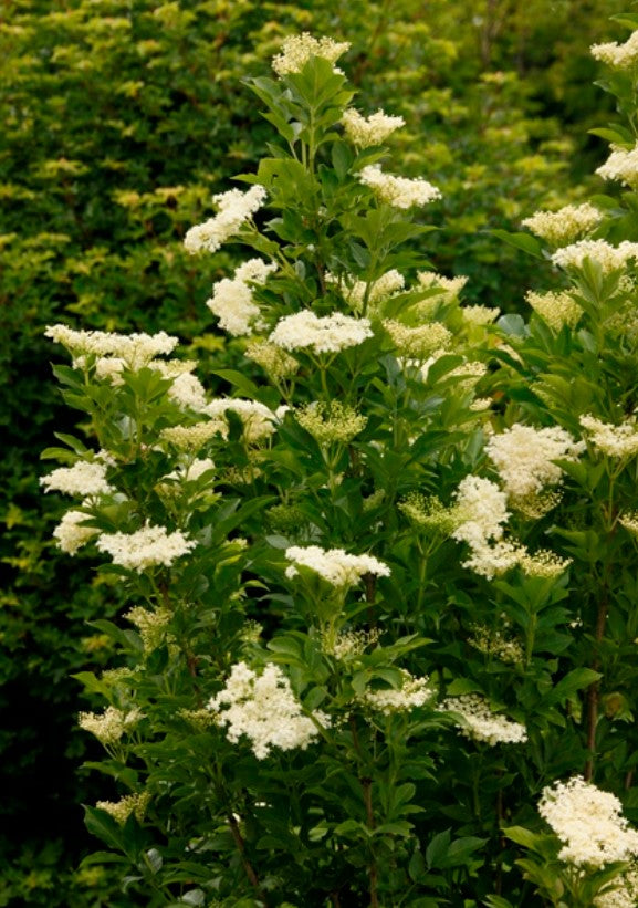 Sambucus nigra 'Obelisk' - svartyllir