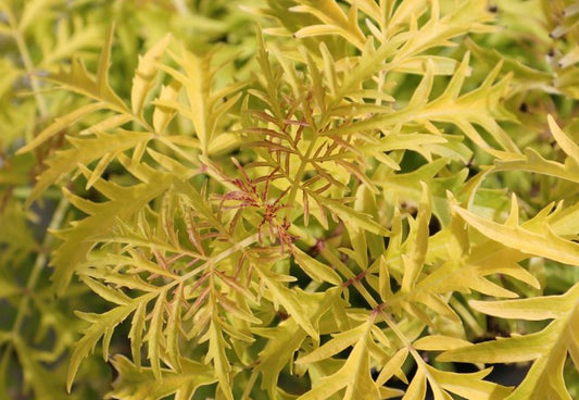 Sambucus racemosa 'Lemony Lace' - rauðyllir