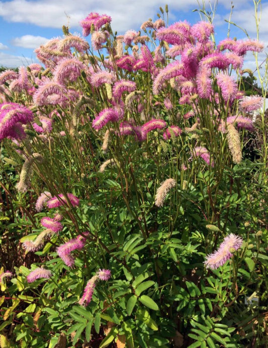 Sanguisorba hakusanensis 'Pink Brushes' - roðakollur