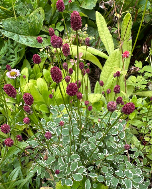Sanguisorba officinalis var. microcephala 'Little Angel' - blóðkollur