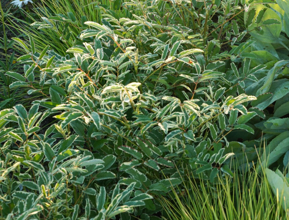 Sanguisorba menziesii 'Dali Marble' - alaskakollur