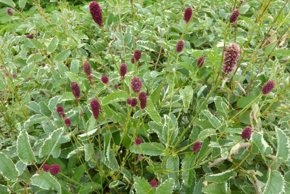 Sanguisorba menziesii 'Dali Marble' - alaskakollur