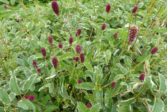 Sanguisorba menziesii 'Dali Marble' - alaskakollur