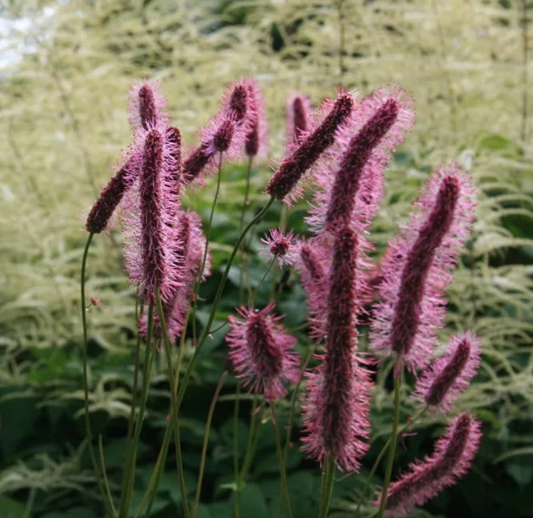 Sanguisorba menziesii 'Wake Up' - alaskakollur