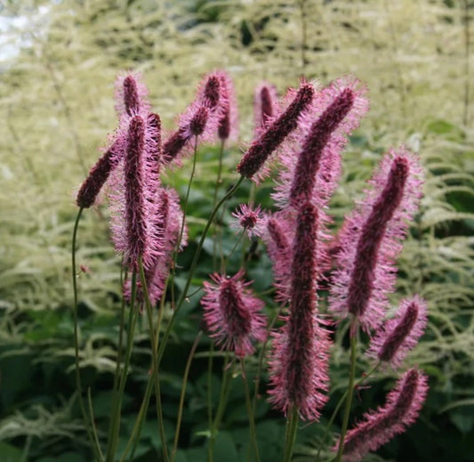 Sanguisorba menziesii 'Wake Up' - alaskakollur