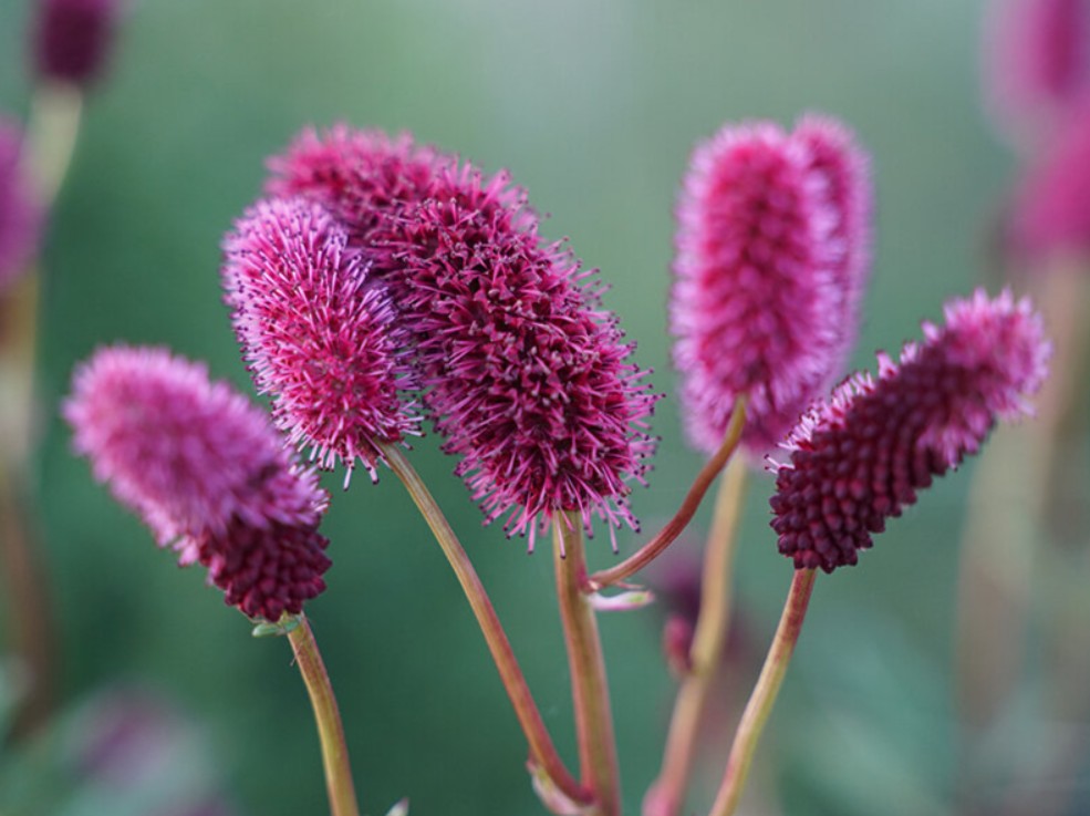 Sanguisorba menziesii 'Dali Marble' - alaskakollur