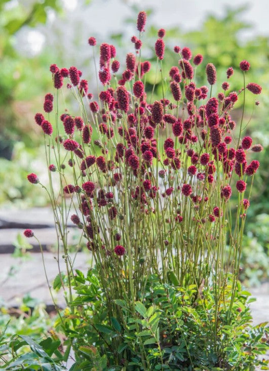 Sanguisorba 'Proud Mary' - blóðkollur
