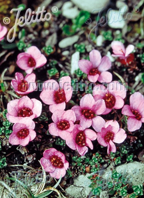 Saxifraga oppositifolia - vetrarblóm