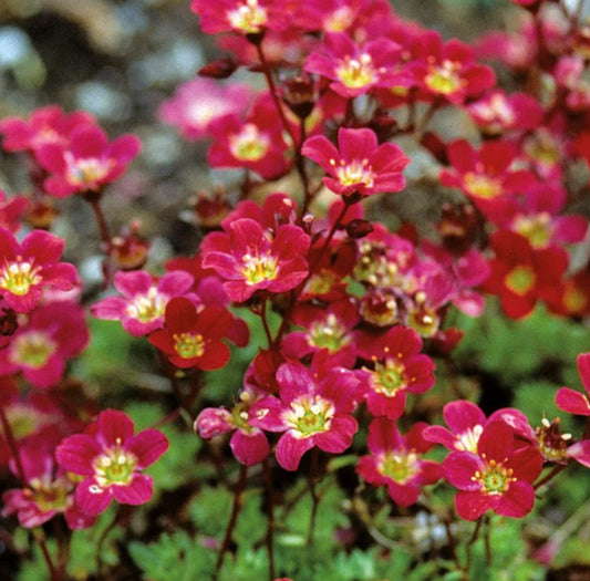 Saxifraga x arendsii 'Pixie Pan Red' - roðasteinbrjótur