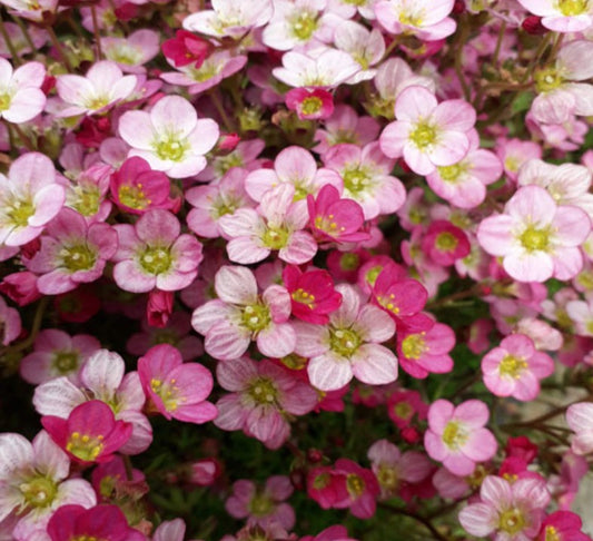 Saxifraga x arendsii 'Pixie' - roðasteinbrjótur