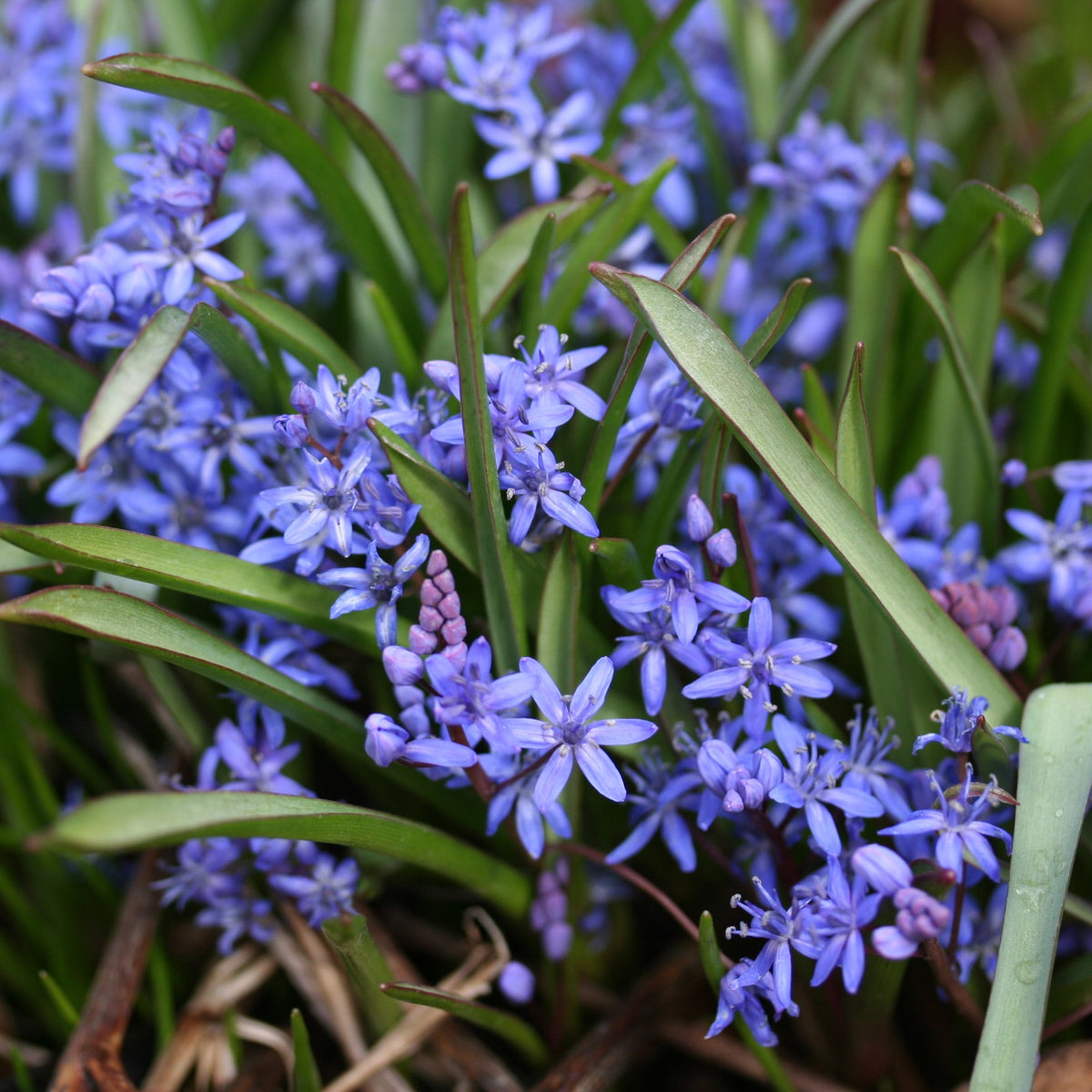 Scilla bifolia - skógstjörnulilja
