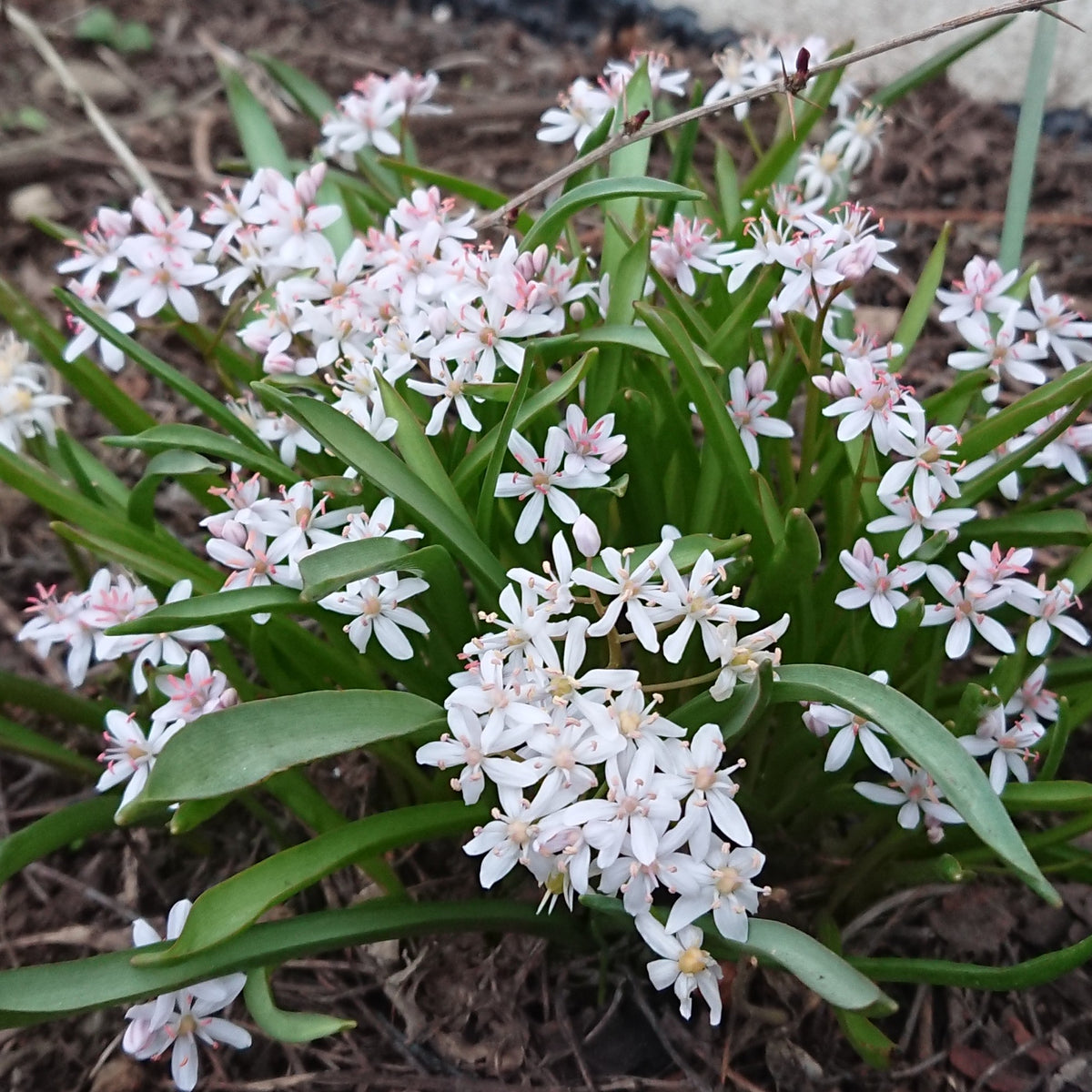 Scilla bifolia 'Rosea' - skógstjörnulilja