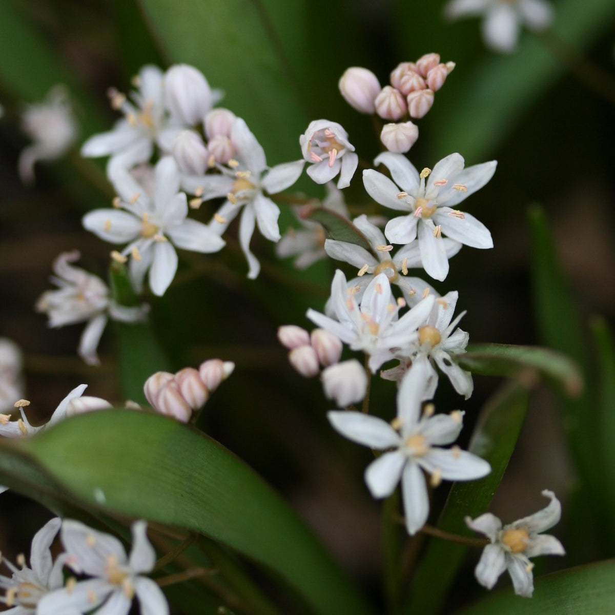 Scilla bifolia 'Rosea' - skógstjörnulilja