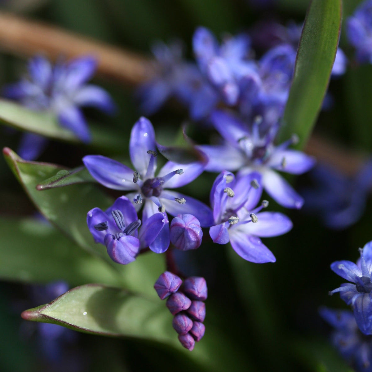 Scilla bifolia - skógstjörnulilja
