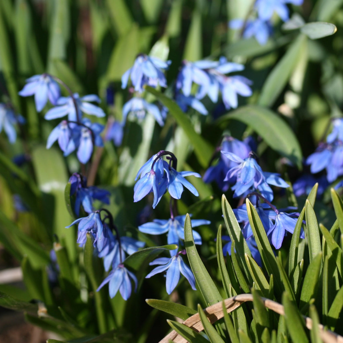 Scilla siberica - síberíustjörnulilja