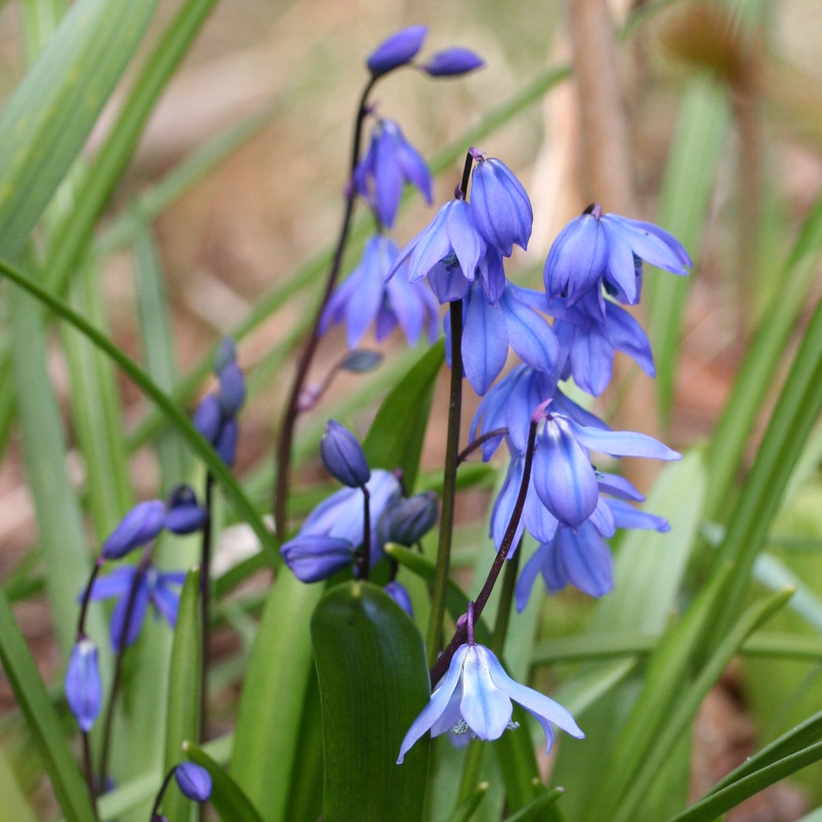 Scilla siberica - síberíustjörnulilja