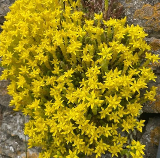 Sedum acre 'Aureum' - helluhnoðri