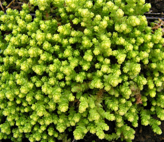 Sedum acre 'Aureum' - helluhnoðri