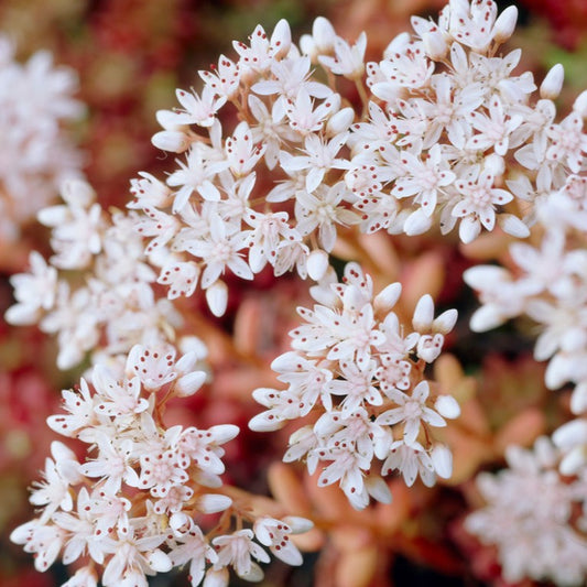 Sedum album 'Coral Carpet' - ljósahnoðri
