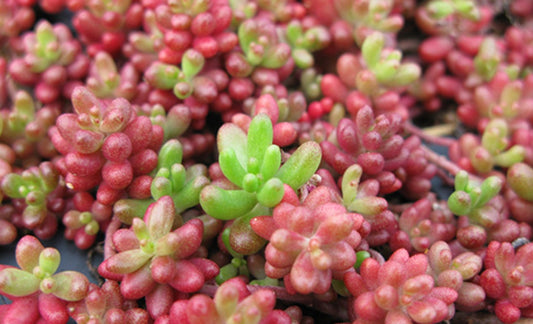 Sedum album 'Coral Carpet' - ljósahnoðri