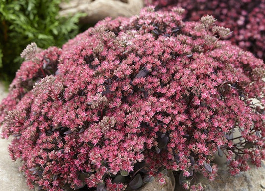 Sedum 'Dazzleberry' - hnoðri