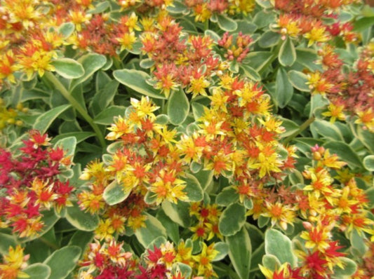 Sedum kamtschaticum 'Variegatum' - stjörnuhnoðri