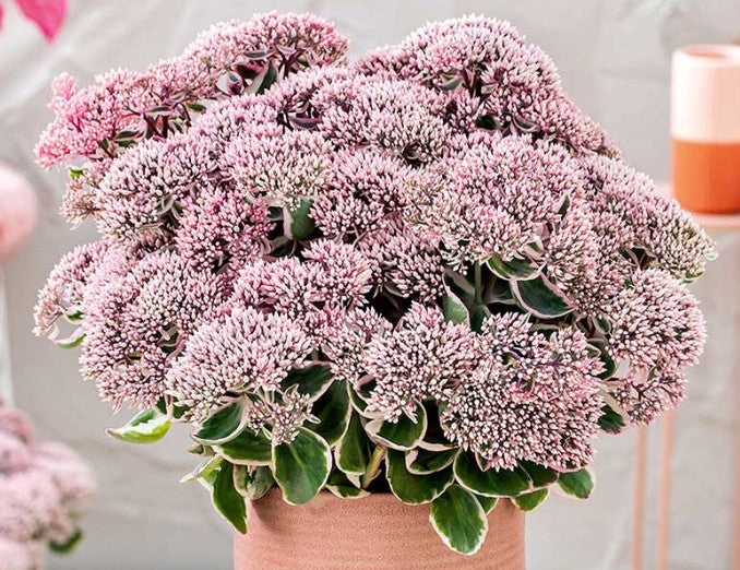 Hylotelephium telephium 'La Vie en Rose' - jónsmessuhnoðri