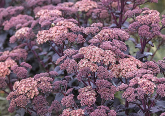 Sedum 'Mojave Jewels Diamond' - hnoðri