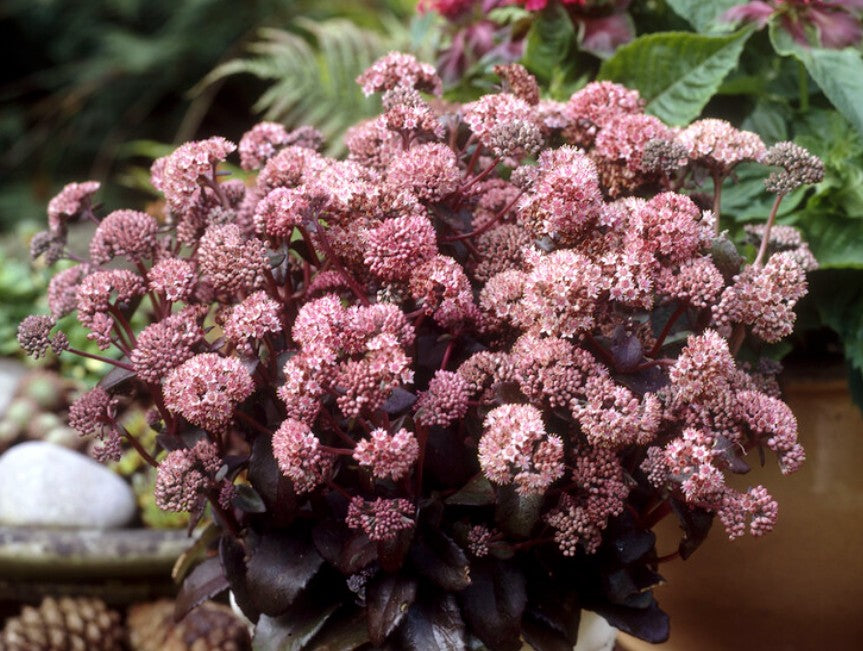 Hylotelephium telephium 'Picolette' - jónsmessuhnoðri