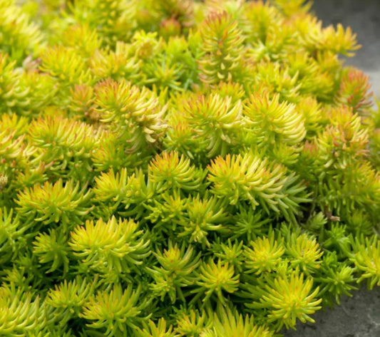 Sedum reflexum 'Angelina' - berghnoðri