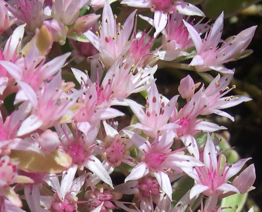 Sedum spurium 'Tricolor' - steinahnoðri