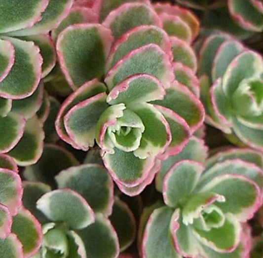 Sedum spurium 'Tricolor' - steinahnoðri