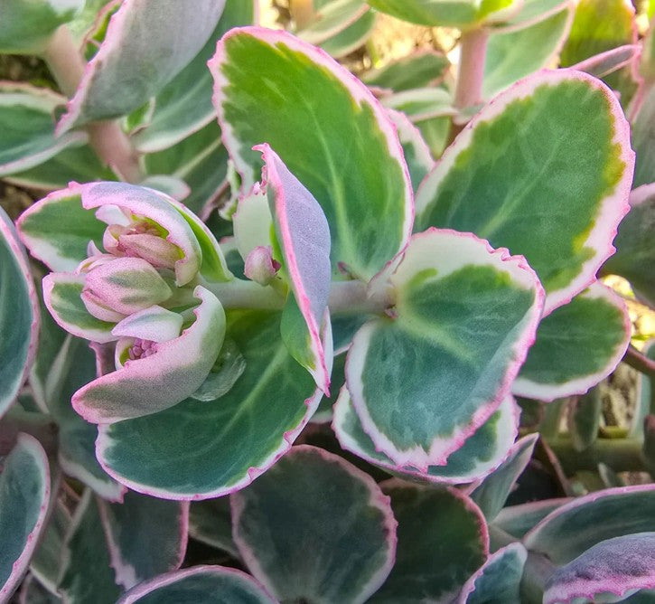 Hylotelephium telephium 'La Vie en Rose' - jónsmessuhnoðri