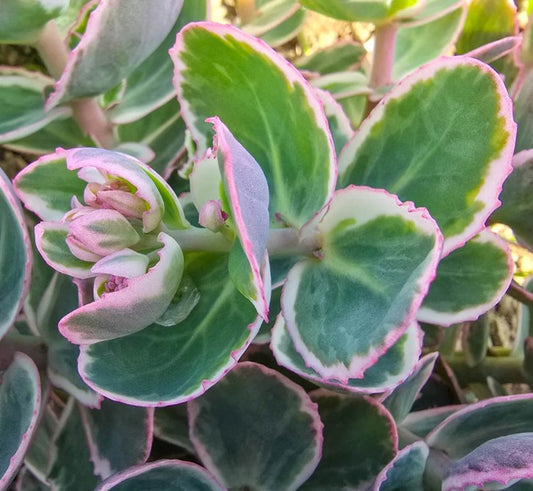Hylotelephium telephium 'La Vie en Rose' - jónsmessuhnoðri